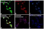 Mouse IgM (Heavy chain) Secondary Antibody in Immunocytochemistry (ICC/IF)