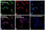 Mouse IgM (Heavy chain) Secondary Antibody in Immunocytochemistry (ICC/IF)