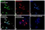 Mouse IgM (Heavy chain) Secondary Antibody in Immunocytochemistry (ICC/IF)