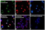 Mouse IgM (Heavy chain) Secondary Antibody in Immunocytochemistry (ICC/IF)