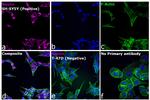 Mouse IgG (H+L) Cross-Adsorbed Secondary Antibody in Immunocytochemistry (ICC/IF)