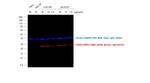 Mouse IgG (H+L) Cross-Adsorbed Secondary Antibody in Western Blot (WB)