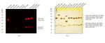 Mouse IgG (H+L) Cross-Adsorbed Secondary Antibody in Western Blot (WB)