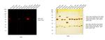 Mouse IgG1 Cross-Adsorbed Secondary Antibody in Western Blot (WB)