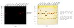 Mouse IgG2a Cross-Adsorbed Secondary Antibody in Western Blot (WB)