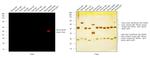 Mouse IgG2b Cross-Adsorbed Secondary Antibody