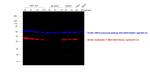 Mouse IgG2b Cross-Adsorbed Secondary Antibody in Western Blot (WB)