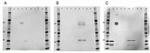 Rat IgG (H+L) Cross-Adsorbed Secondary Antibody in Western Blot (WB)