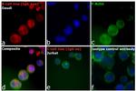 Human IgM (Heavy chain) Cross-Adsorbed Secondary Antibody in Immunocytochemistry (ICC/IF)