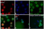 Human IgM (Heavy chain) Cross-Adsorbed Secondary Antibody in Immunocytochemistry (ICC/IF)