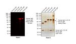 Human IgM (Heavy chain) Cross-Adsorbed Secondary Antibody in Western Blot (WB)