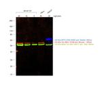 Mouse IgM (Heavy chain) Cross-Adsorbed Secondary Antibody in Western Blot (WB)