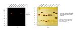 Mouse IgM (Heavy chain) Cross-Adsorbed Secondary Antibody in Western Blot (WB)