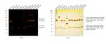 Mouse IgG (H+L) Cross-Adsorbed Secondary Antibody in Western Blot (WB)