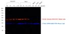 Rabbit IgG (H+L) Cross-Adsorbed Secondary Antibody in Western Blot (WB)