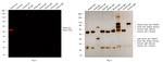 Rabbit IgG (H+L) Cross-Adsorbed Secondary Antibody in Western Blot (WB)