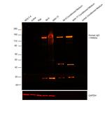 Human IgG (H+L) Cross-Adsorbed Secondary Antibody