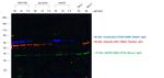 Chicken IgY (H+L) Secondary Antibody in Western Blot (WB)