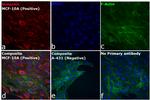 Rabbit IgG (H+L) Cross-Adsorbed Secondary Antibody in Immunocytochemistry (ICC/IF)