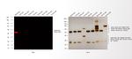 Rabbit IgG (H+L) Cross-Adsorbed Secondary Antibody in Western Blot (WB)