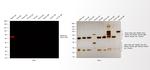 Rabbit IgG (H+L) Cross-Adsorbed Secondary Antibody in Western Blot (WB)