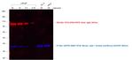 Goat IgG (H+L) Cross-Adsorbed Secondary Antibody in Western Blot (WB)