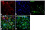 Sheep IgG (H+L) Cross-Adsorbed Secondary Antibody in Immunocytochemistry (ICC/IF)