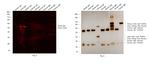 Sheep IgG (H+L) Cross-Adsorbed Secondary Antibody in Western Blot (WB)