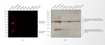 Guinea Pig IgG (H+L) Highly Cross-Adsorbed Secondary Antibody in Western Blot (WB)
