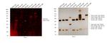 Goat IgG (H+L) Cross-Adsorbed Secondary Antibody in Western Blot (WB)