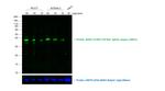 Rat IgG (H+L) Cross-Adsorbed Secondary Antibody in Western Blot (WB)