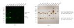 Rat IgG (H+L) Cross-Adsorbed Secondary Antibody in Western Blot (WB)