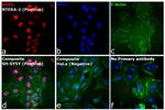 Rat IgG (H+L) Cross-Adsorbed Secondary Antibody in Immunocytochemistry (ICC/IF)