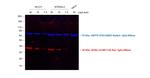 Rat IgG (H+L) Cross-Adsorbed Secondary Antibody in Western Blot (WB)