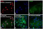 Rat IgG (H+L) Cross-Adsorbed Secondary Antibody in Immunocytochemistry (ICC/IF)