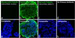 Rabbit IgG (H+L) Cross-Adsorbed Secondary Antibody in Immunocytochemistry (ICC/IF)