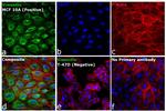 Rabbit IgG (H+L) Cross-Adsorbed Secondary Antibody in Immunocytochemistry (ICC/IF)