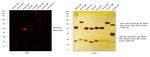 Rabbit IgG (H+L) Cross-Adsorbed Secondary Antibody