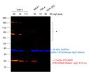 Rabbit IgG (H+L) Cross-Adsorbed Secondary Antibody in Western Blot (WB)