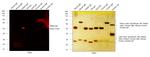 Rabbit IgG (H+L) Highly Cross-Adsorbed Secondary Antibody