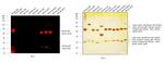 Mouse IgG (H+L) Cross-Adsorbed Secondary Antibody in Western Blot (WB)