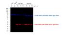 Mouse IgG (H+L) Highly Cross-Adsorbed Secondary Antibody in Western Blot (WB)