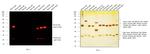 Mouse IgG (H+L) Highly Cross-Adsorbed Secondary Antibody in Western Blot (WB)