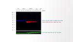 Rabbit IgG (H+L) Highly Cross-Adsorbed Secondary Antibody in Western Blot (WB)