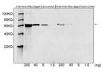 c-Myc-tag Antibody in Western Blot (WB)