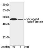 V5-tag Antibody in Western Blot (WB)