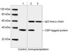 CBP-tag Antibody in Western Blot (WB)