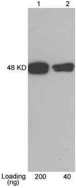 CBP-tag Antibody in Western Blot (WB)