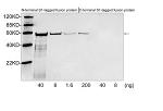 S1-tag Antibody in Western Blot (WB)