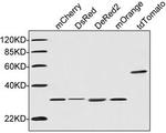 RFP-tag Antibody in Western Blot (WB)